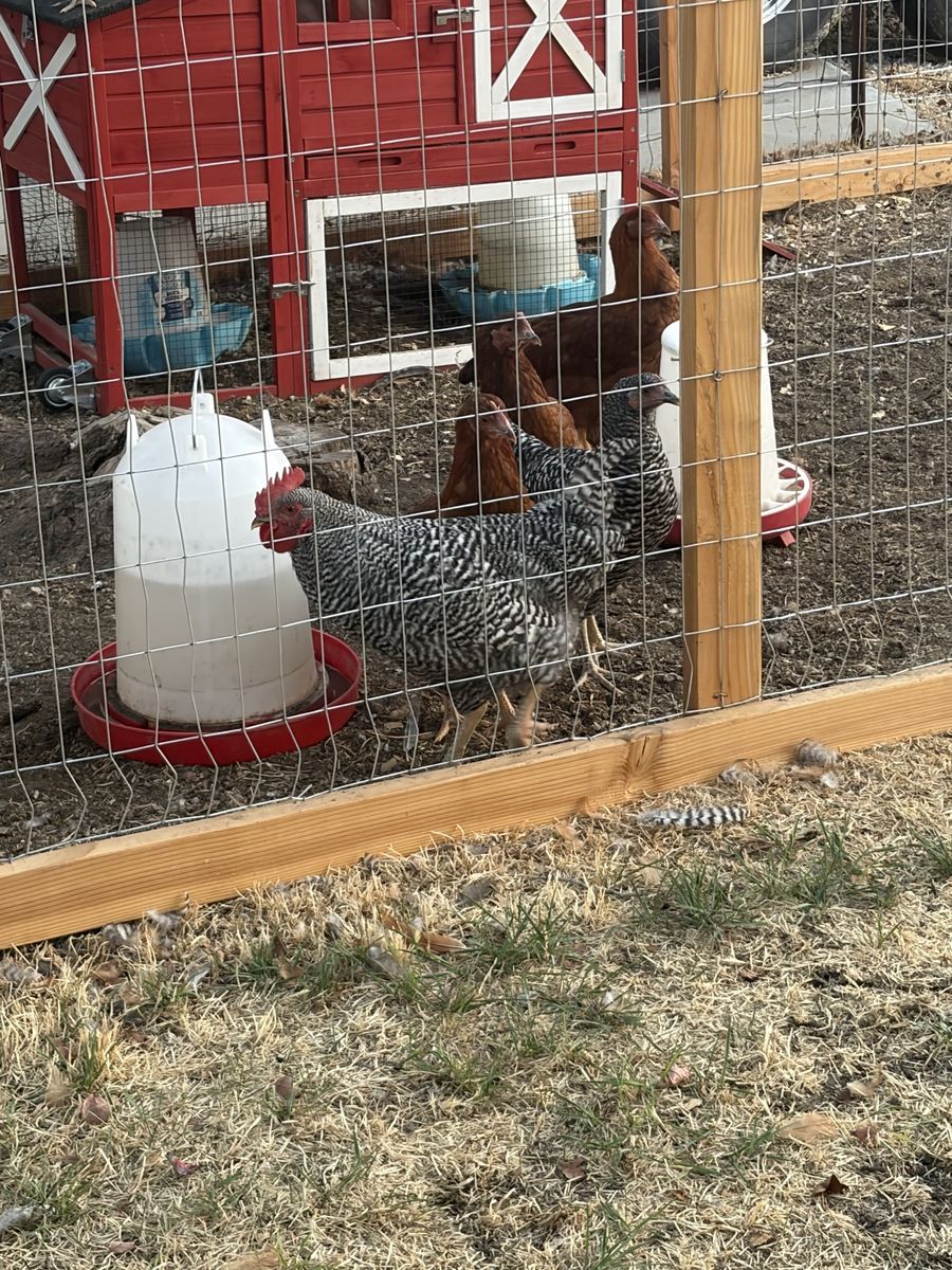 Barred Rock Rooster - 18 Weeks Old, Good Temperament