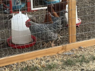 Barred Rock Rooster - 18 Weeks Old, Good Temperament