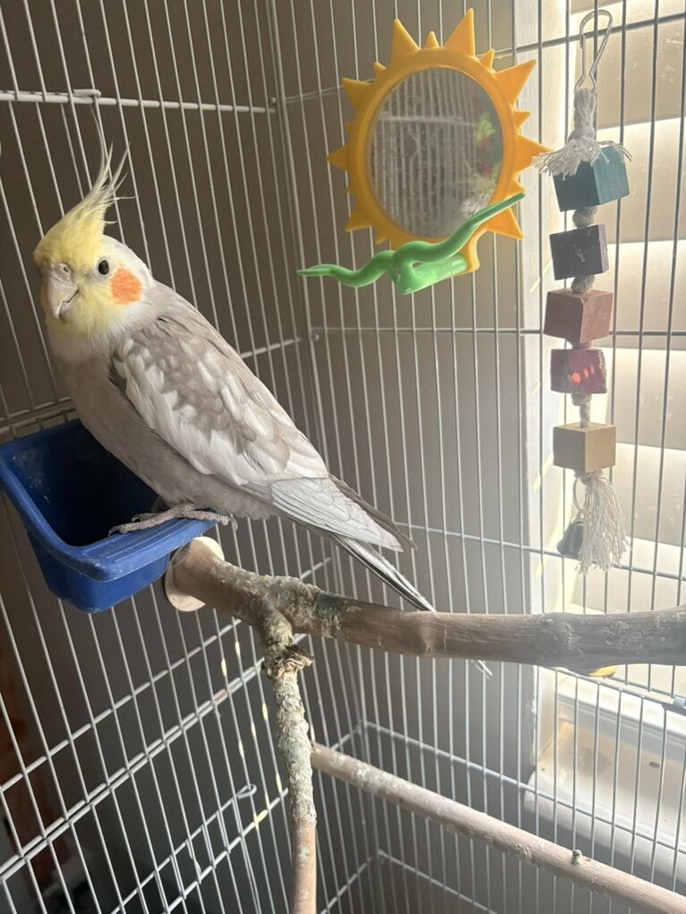 Cockariel With Cage.