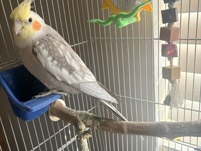 Cockariel With Cage.