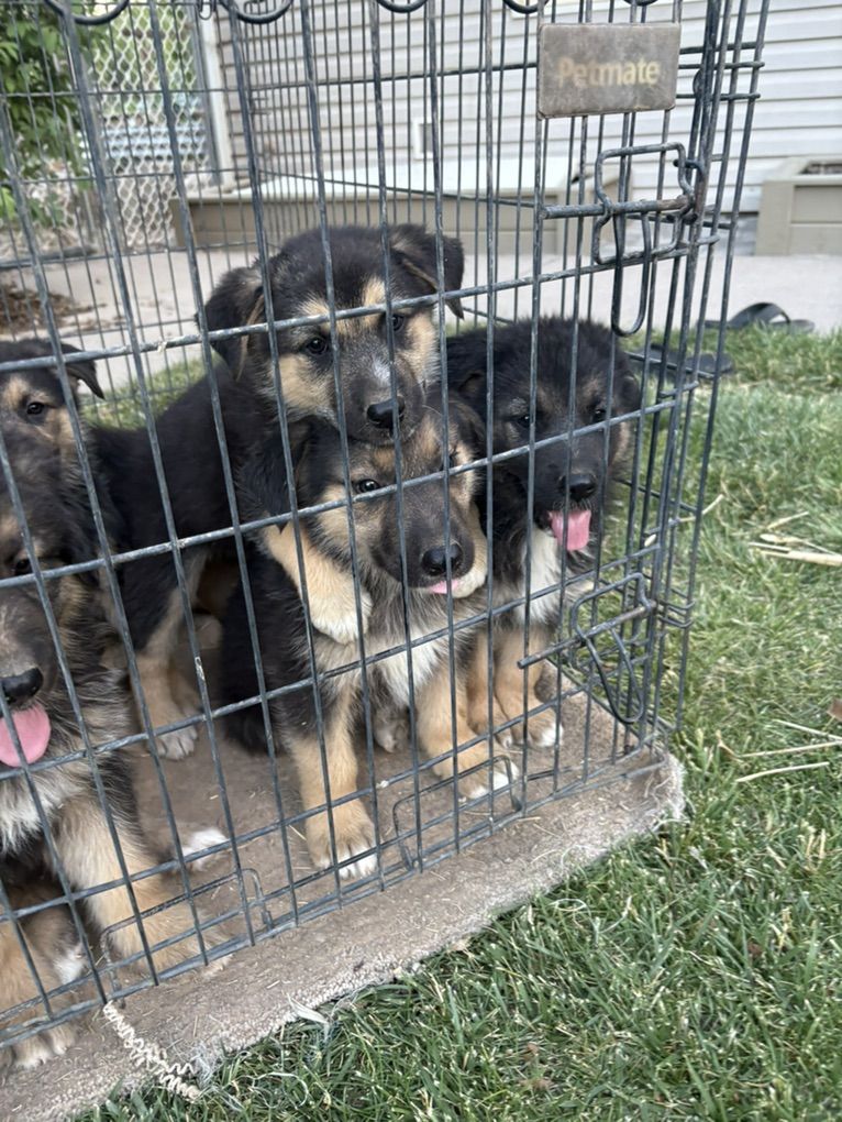 Puppies
