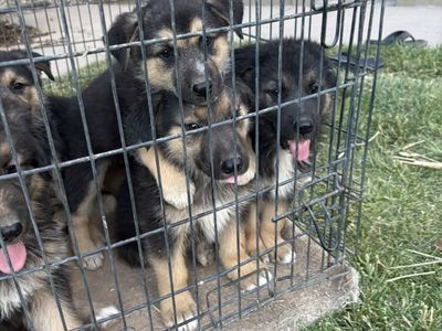 Puppies