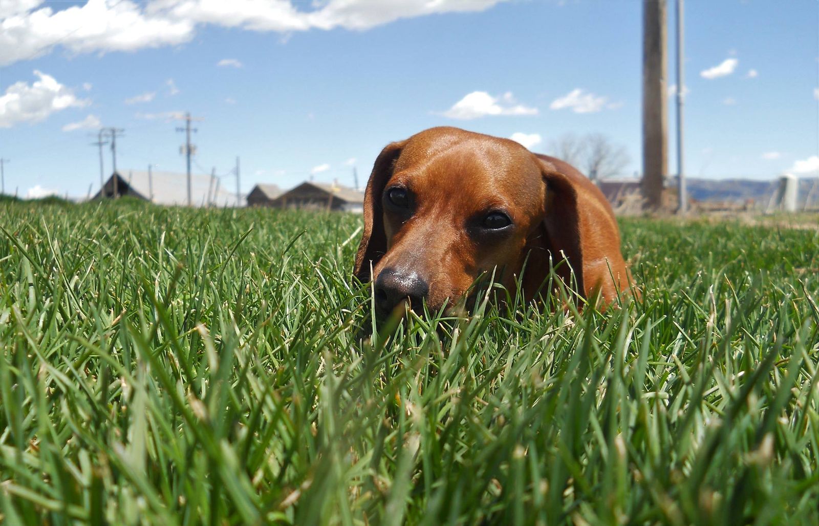 Spring Pricing - Kentucky Blue Grass Sod