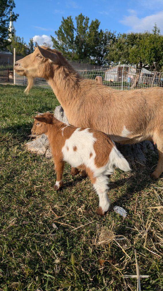 Nigerian Dwarf Doe and Buckling