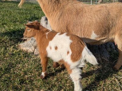 Nigerian Dwarf Doe and Buckling