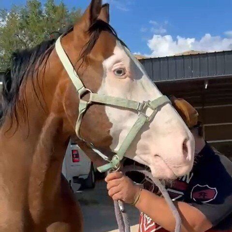 Crazy Gun AQHA AT STUD