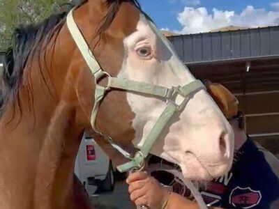 Crazy Gun AQHA AT STUD