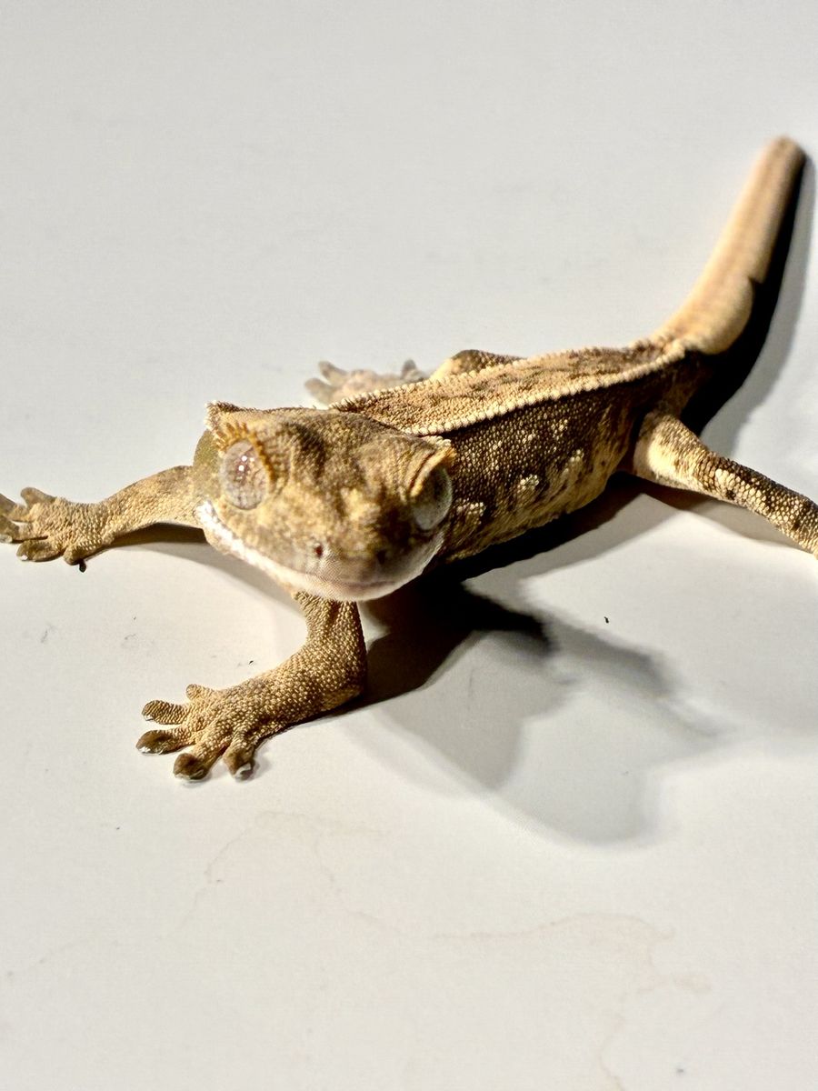 Baby Tri-color pos Lavender Crested Gecko