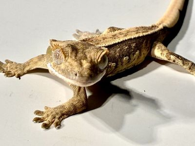 Baby Tri-color pos Lavender Crested Gecko