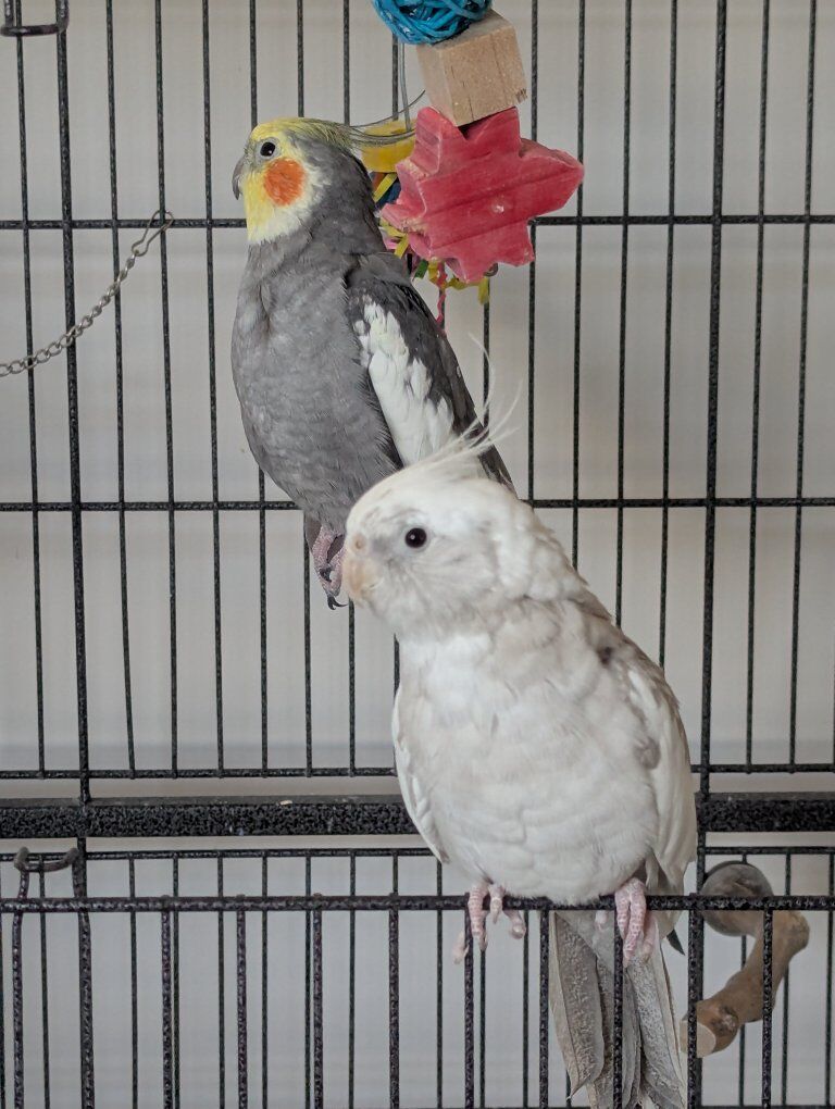 2 Male cockatiels (together or separate)
