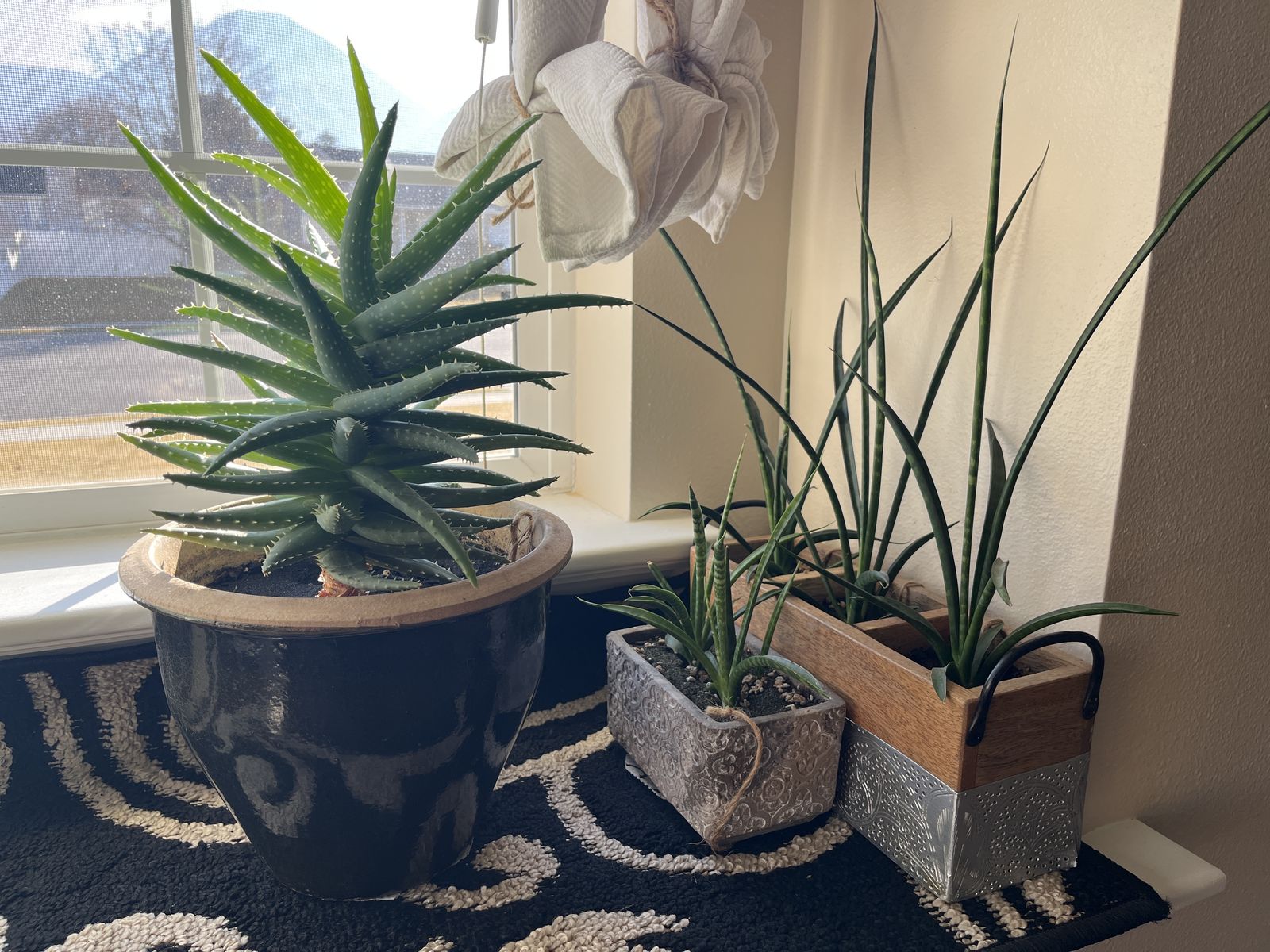 Indoor House Plants Aloe And Snake