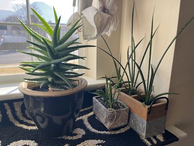 Indoor House Plants Aloe And Snake