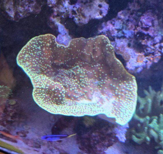 Scroll Coral