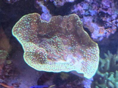 Scroll Coral