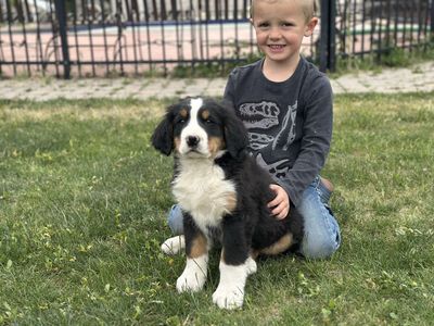 AKC Bernese Puppy