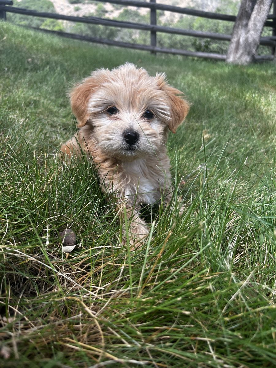 Beutiful Maltipoo Puppy !