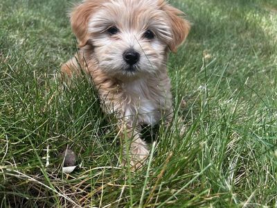Beutiful Maltipoo Puppy !