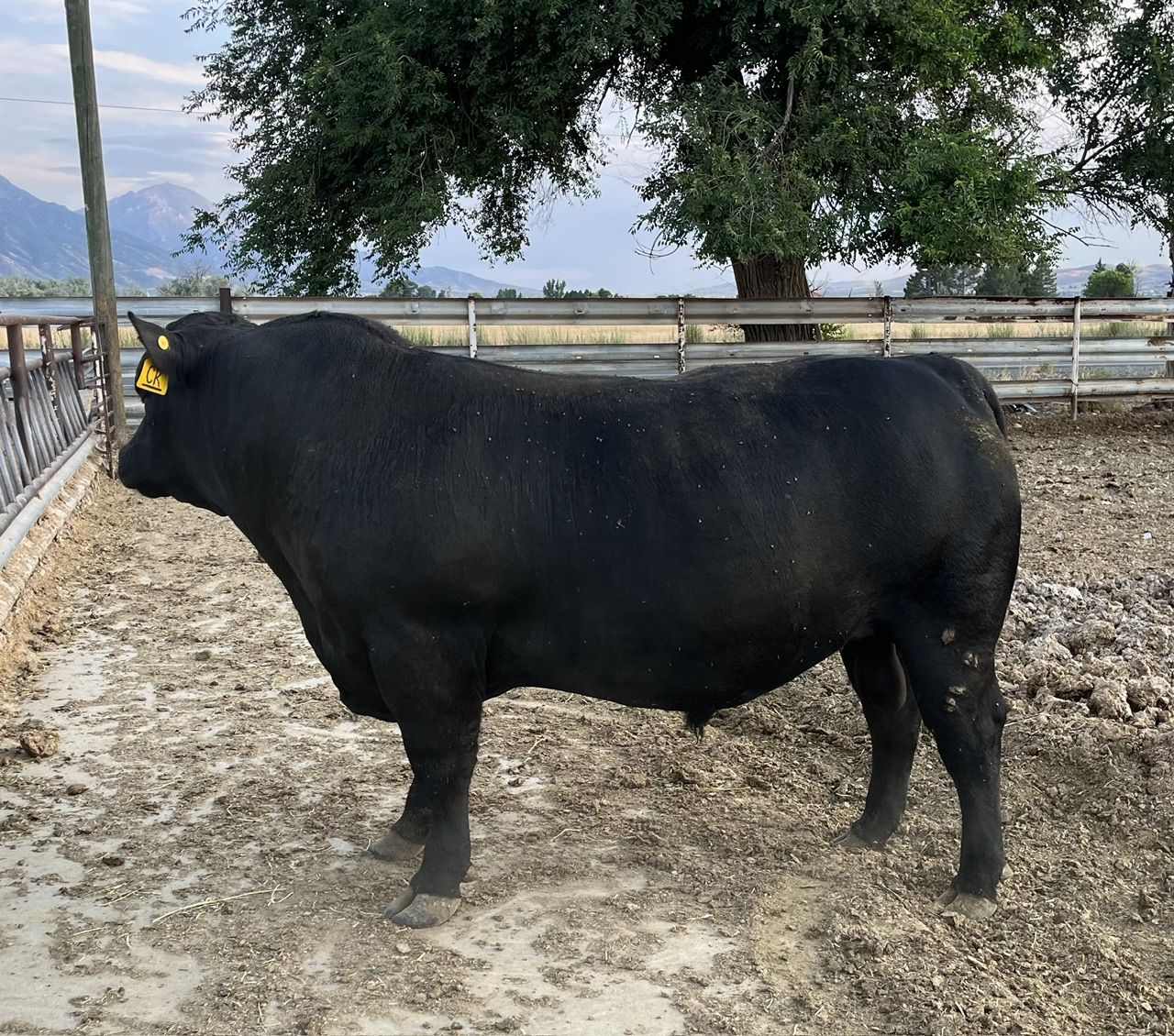 Purebred Yearling Angus Bull