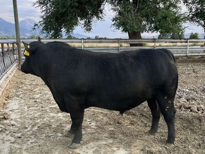 Purebred Yearling Angus Bull