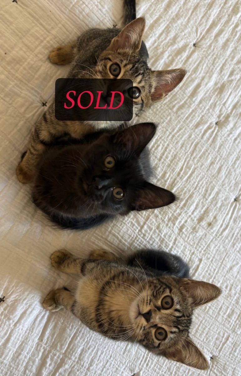 2 Adorable Medium Hair Female Kittens, 16 weeks