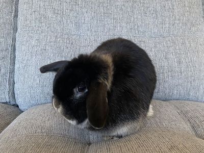 Holland Lop Doe And Babies