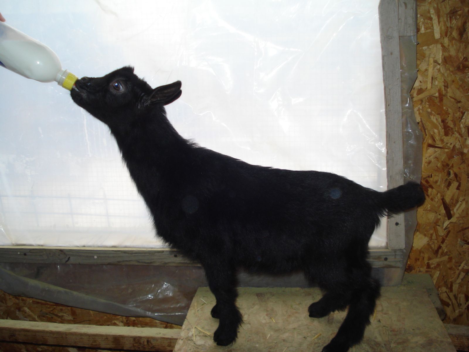 Female Nigerian Dwarf goats