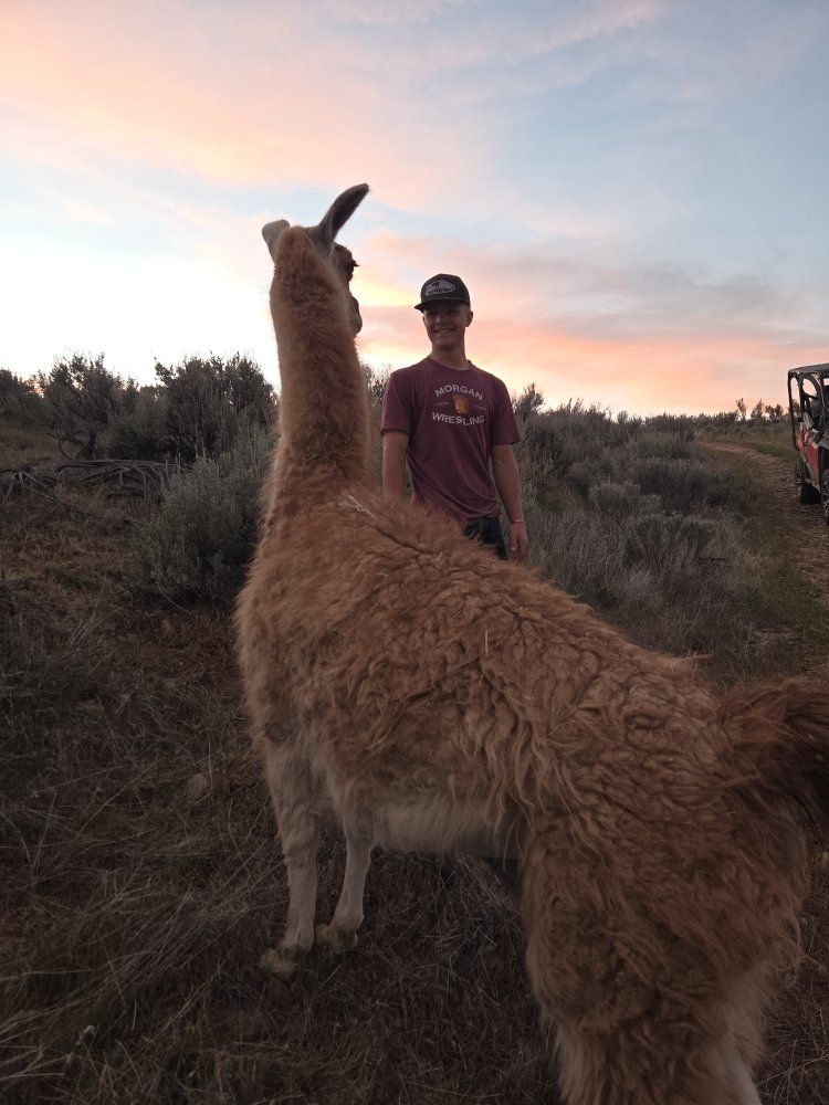 Llama