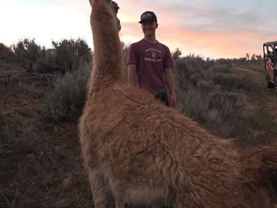 Llama