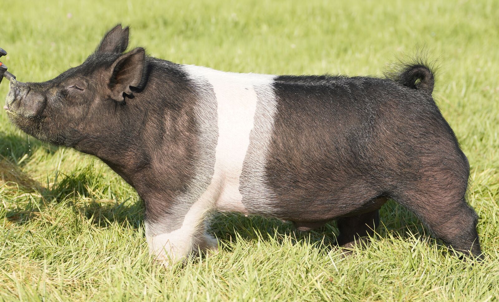 Show Pig Semen (boar)- Chief (Breathtaker)