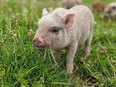 micro mini pigs Juliana