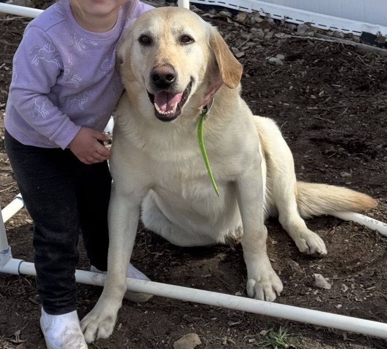 Male Yellow Lab