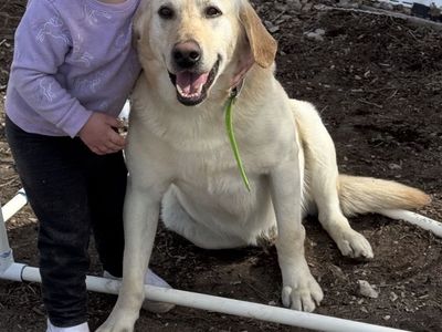 Male Yellow Lab