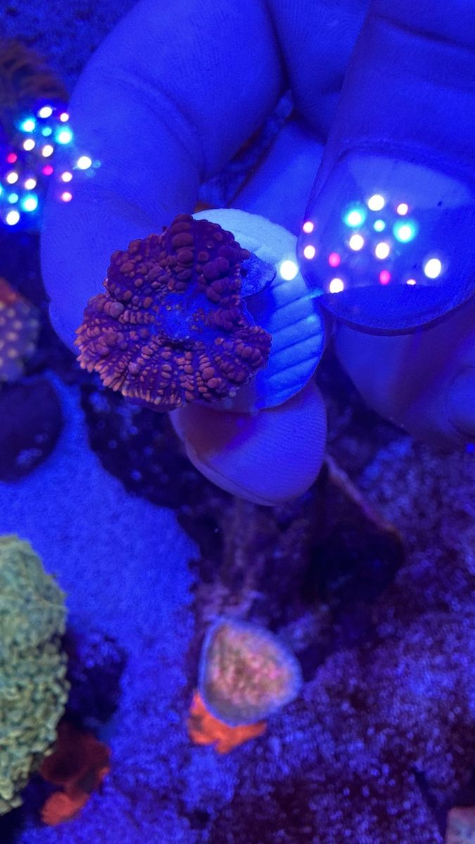JF Raunchy Red Bounce Mushroom