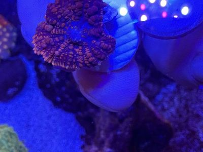 JF Raunchy Red Bounce Mushroom