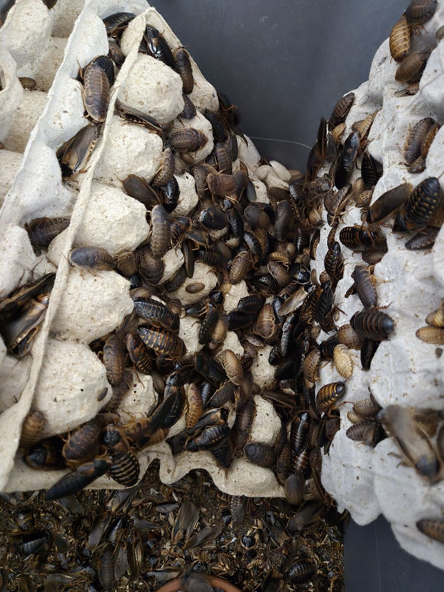 Dubia Roaches for sale