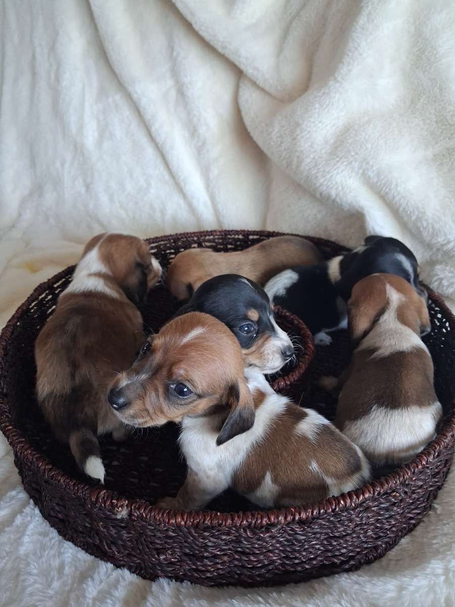 Miniature Dachshund puppies