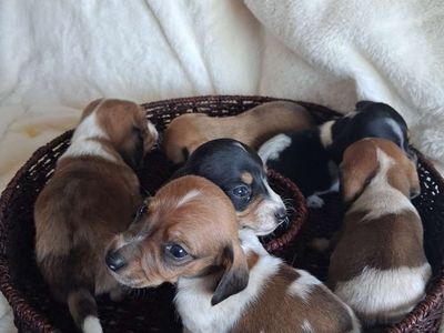 Miniature Dachshund puppies