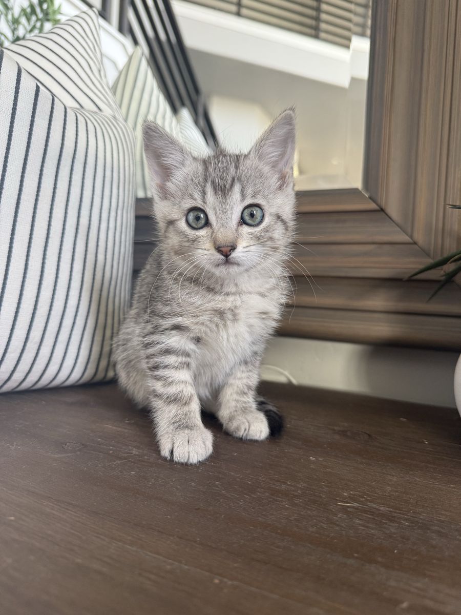 Gorgeous 8 week lynx point mix vaccinated kittens