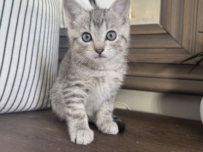 Gorgeous 8 week lynx point mix vaccinated kittens