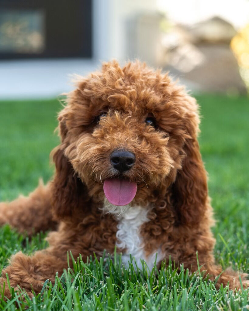 100% clear Deep Red/white Mini Goldendoodle Stud