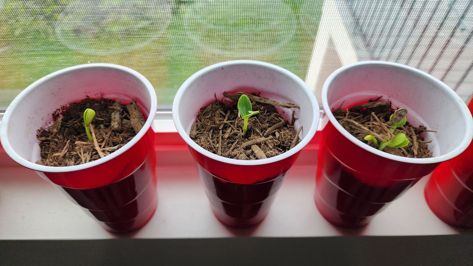 Trade Pumpkin and Watermelon starts for Strawberry Plants