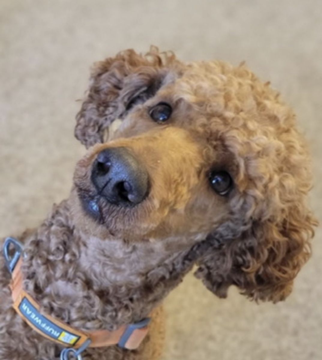 AKC Mini/ Moyen Red Poodle Clear Stud