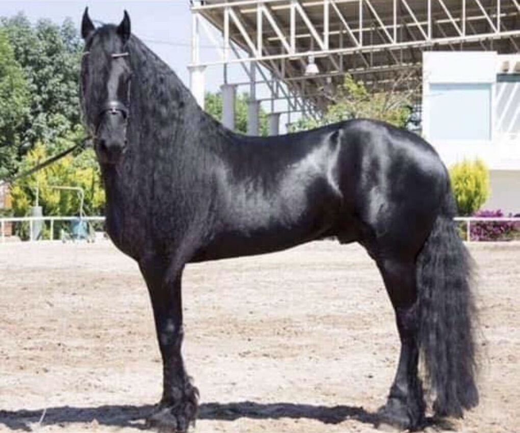 Imported Friesian Stallion At Stud