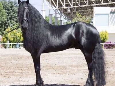 Imported Friesian Stallion At Stud