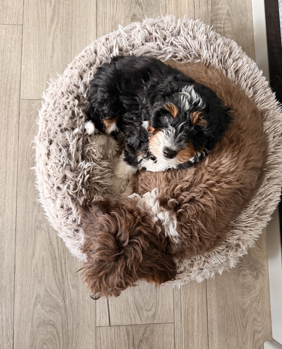Mini Aussie Mountain Doodle