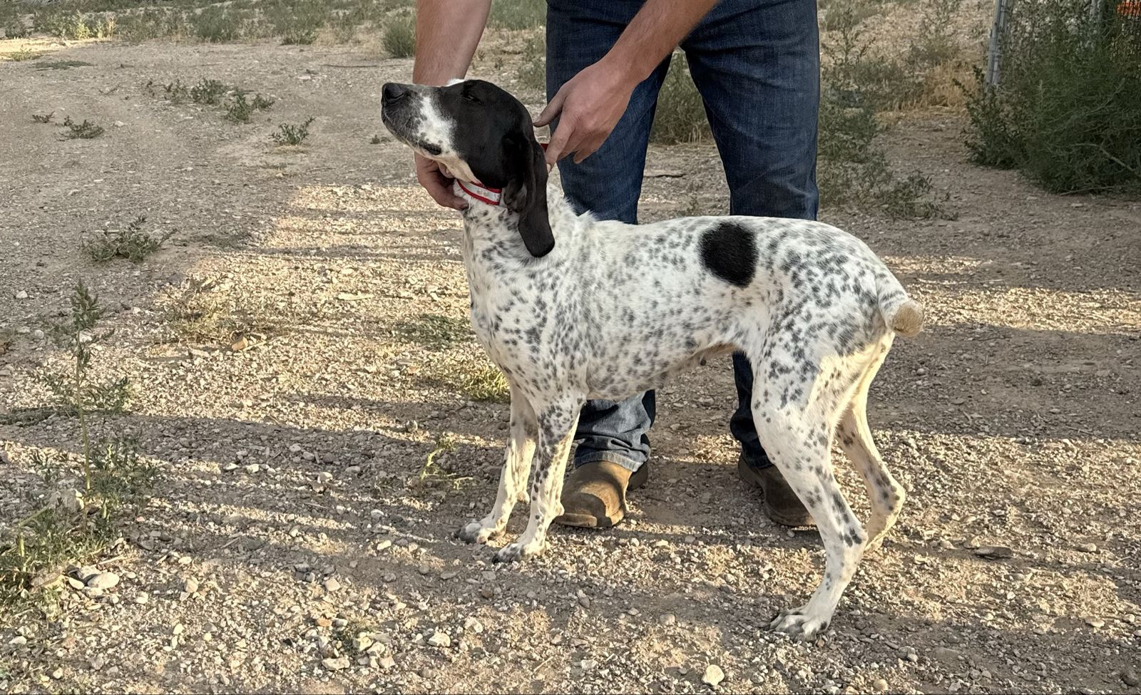 2 year old started Blue tick hound