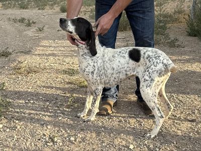 2 year old started Blue tick hound