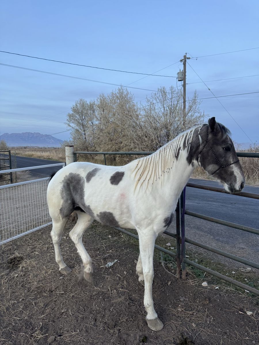 Gaited four-year-old Paint Mare