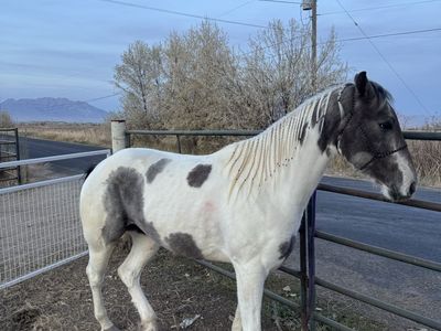 Gaited four-year-old Paint Mare