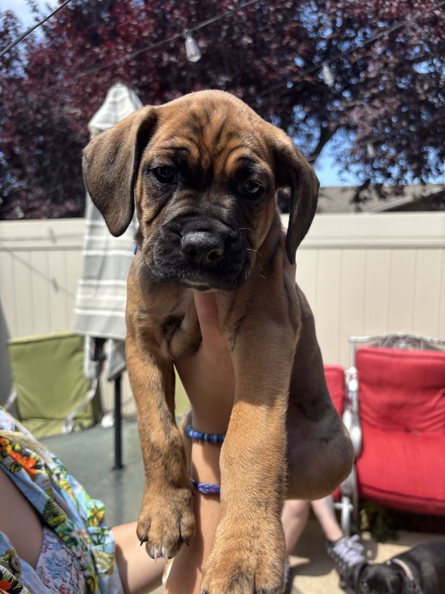 Boxer Dalmatian puppies 8 weeks